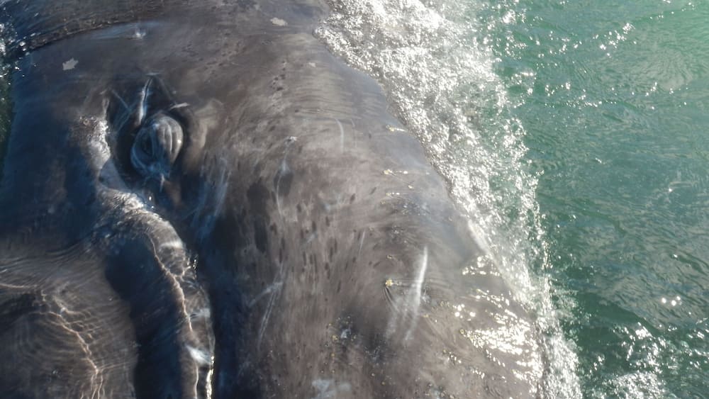 A large whale partially submerged in water.
