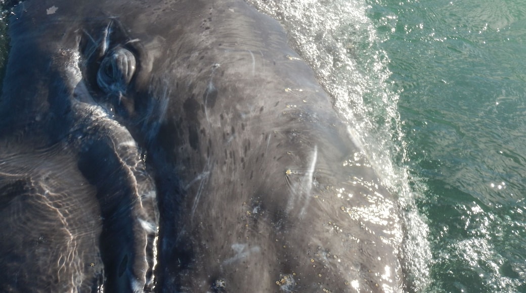 I spy a whale eye! When Gray Whales are swimming their eyes are oriented downwards because they're bottom feeders. So for a Gray Whale to see a different perspective, they have to roll around, spyhop, and change their body position!