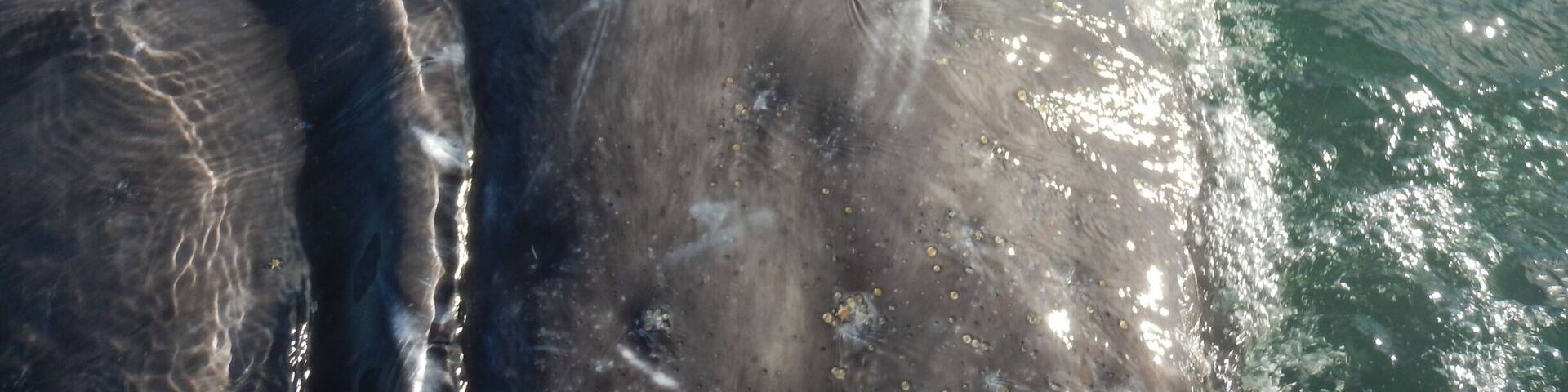 I spy a whale eye! When Gray Whales are swimming their eyes are oriented downwards because they're bottom feeders. So for a Gray Whale to see a different perspective, they have to roll around, spyhop, and change their body position!