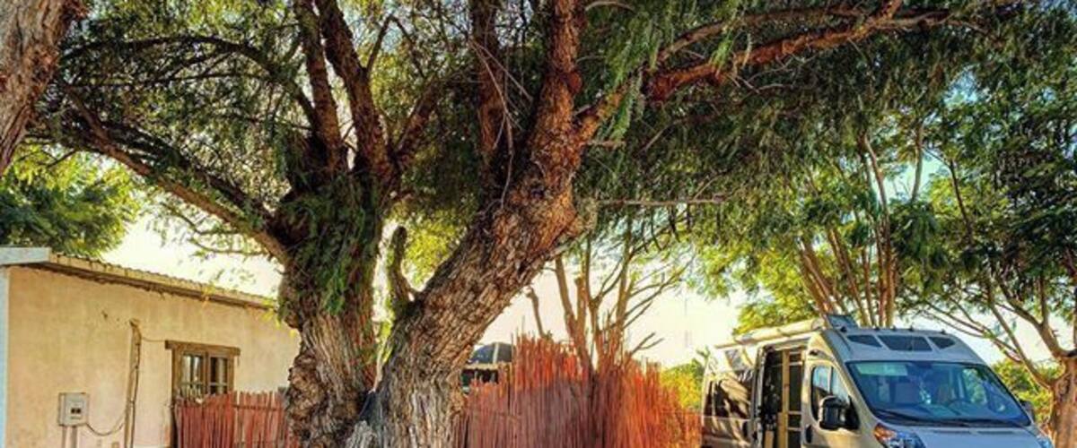A tree, a hammock, and a van parked under the tree.