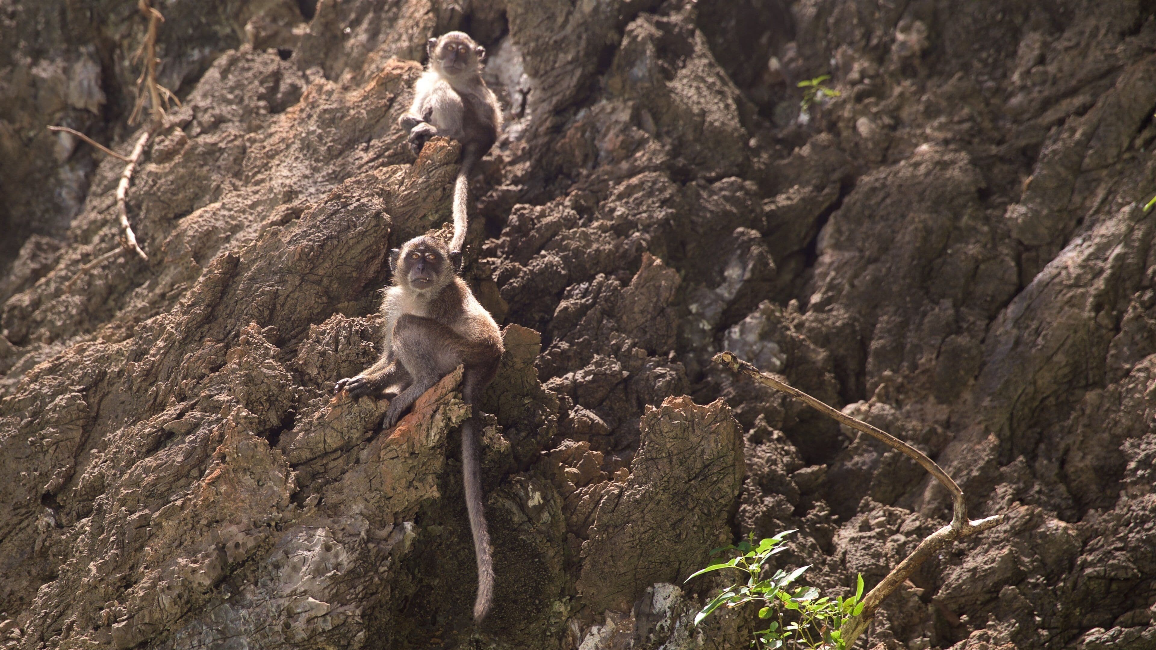 Krabi Province featuring cuddly or friendly animals