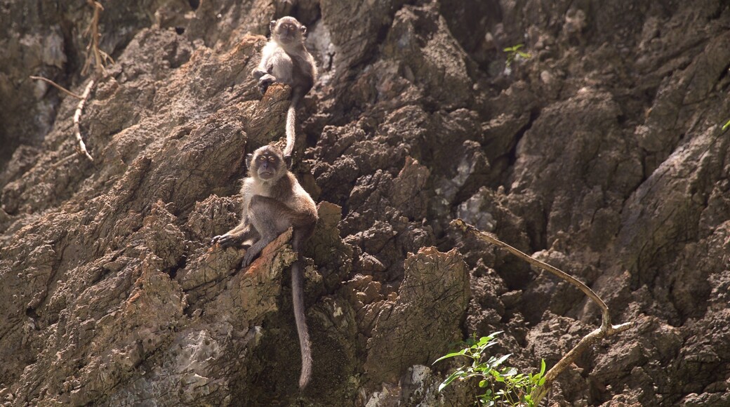 Krabi Province featuring cuddly or friendly animals