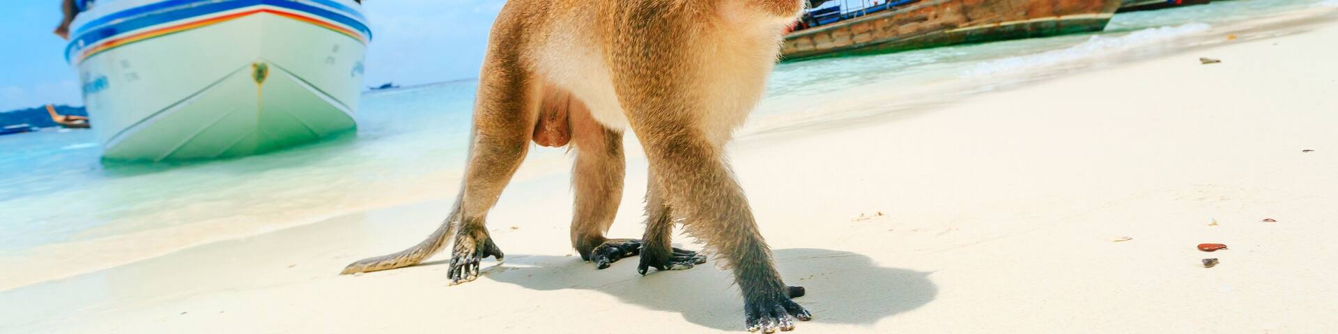 A monkey on a beach with boats and a cliff in the background.