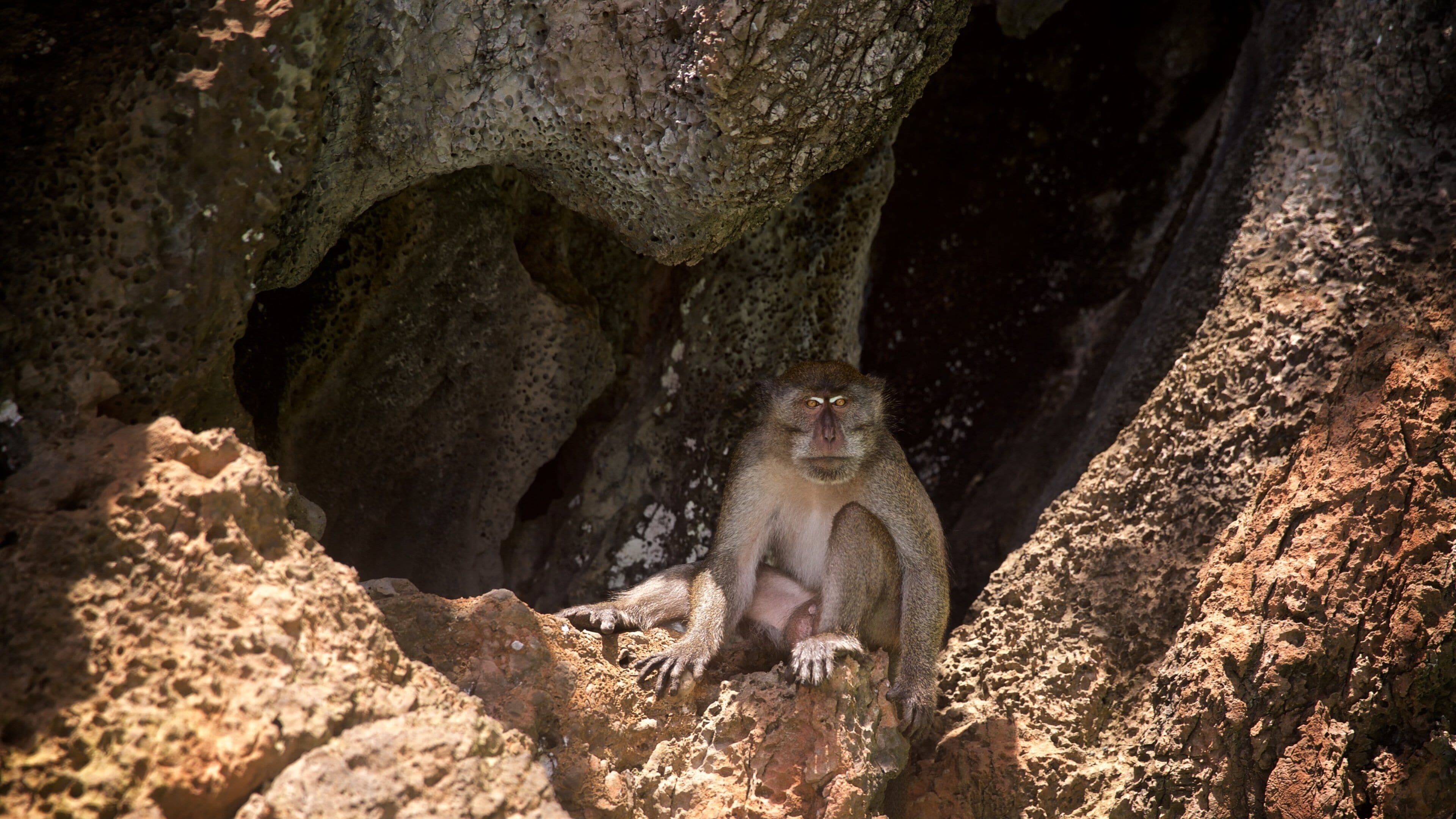 Krabi Province showing cuddly or friendly animals