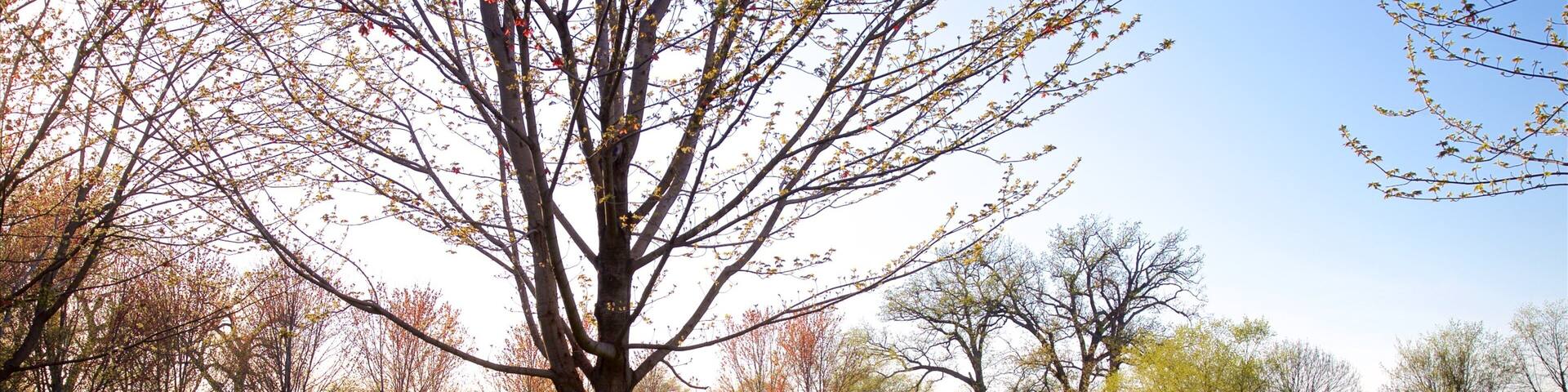 Pagoda Circle featuring a pond, a bridge and a garden