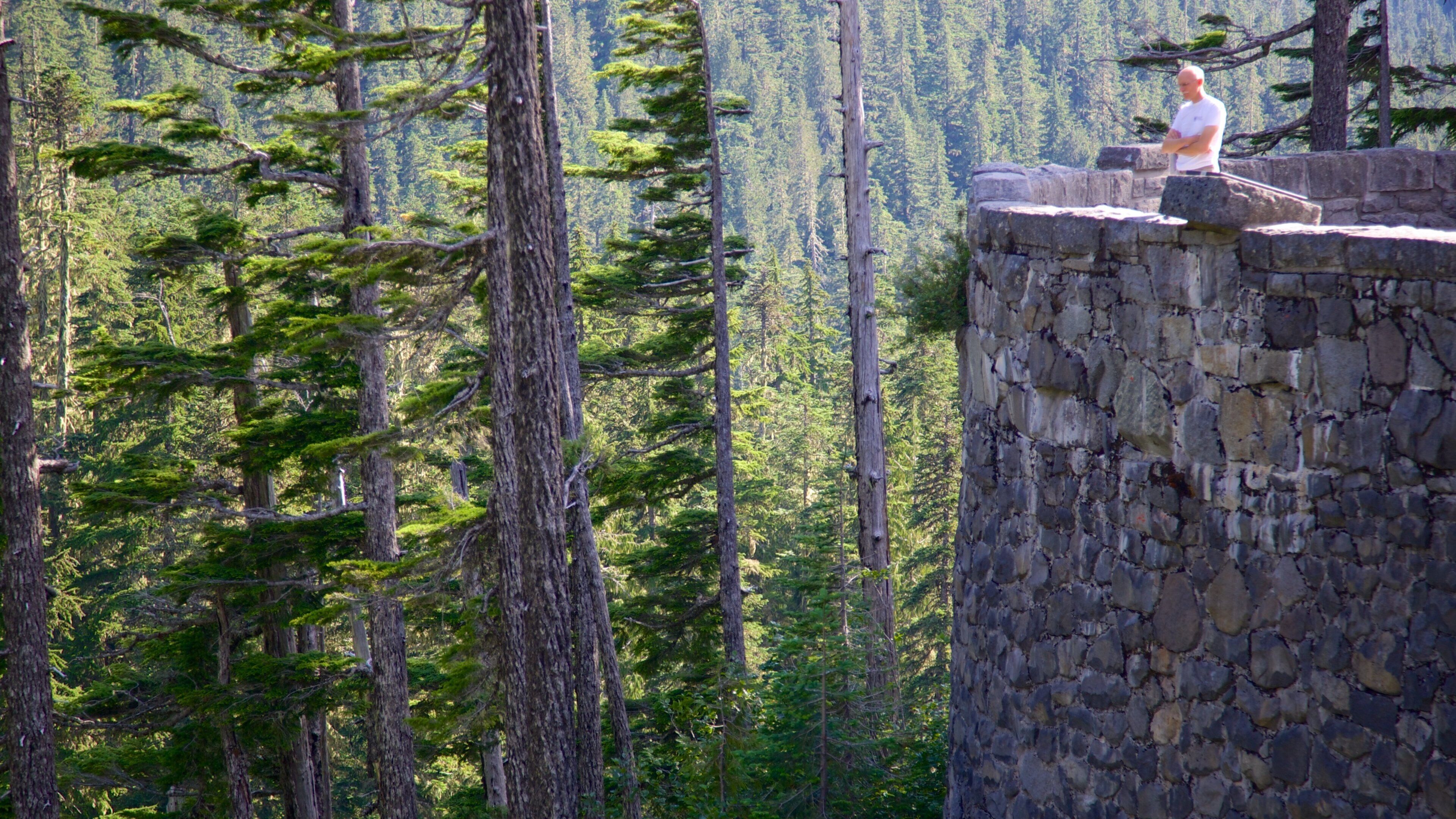 Ashford que inclui florestas e paisagens assim como um homem sozinho