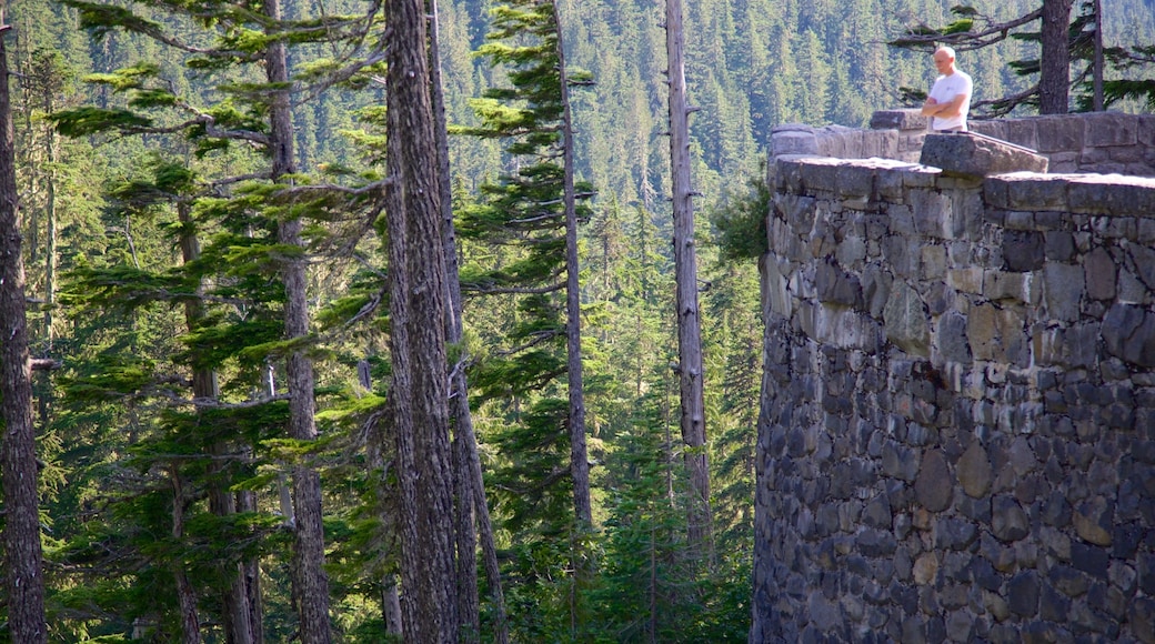 Ashford que inclui florestas e paisagens assim como um homem sozinho