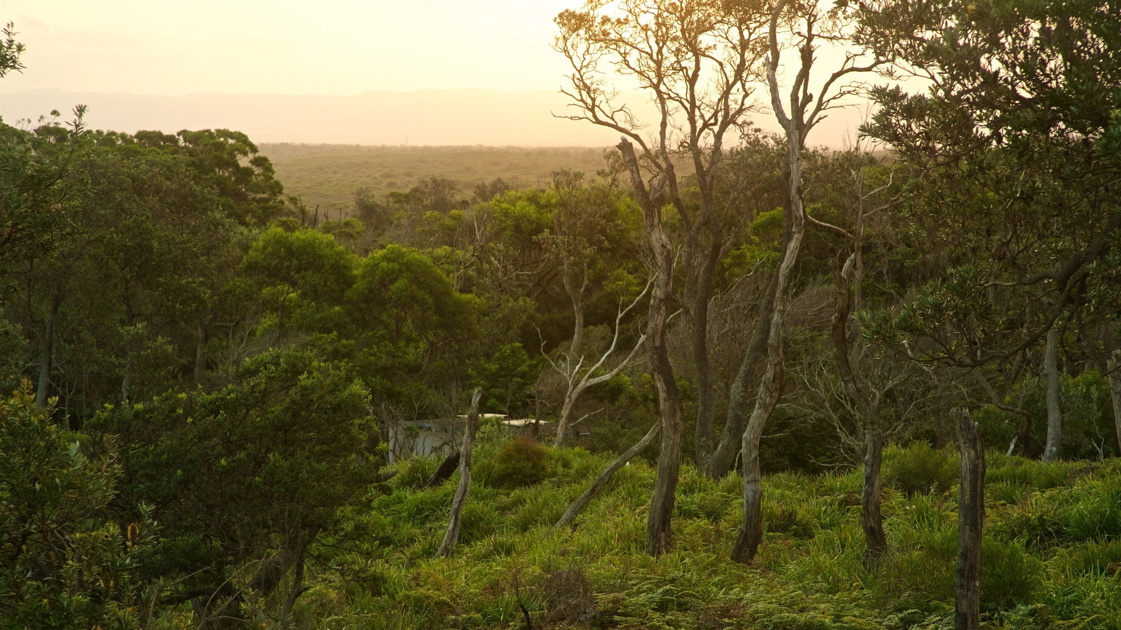 Sanctuary Point which includes forests and a sunset