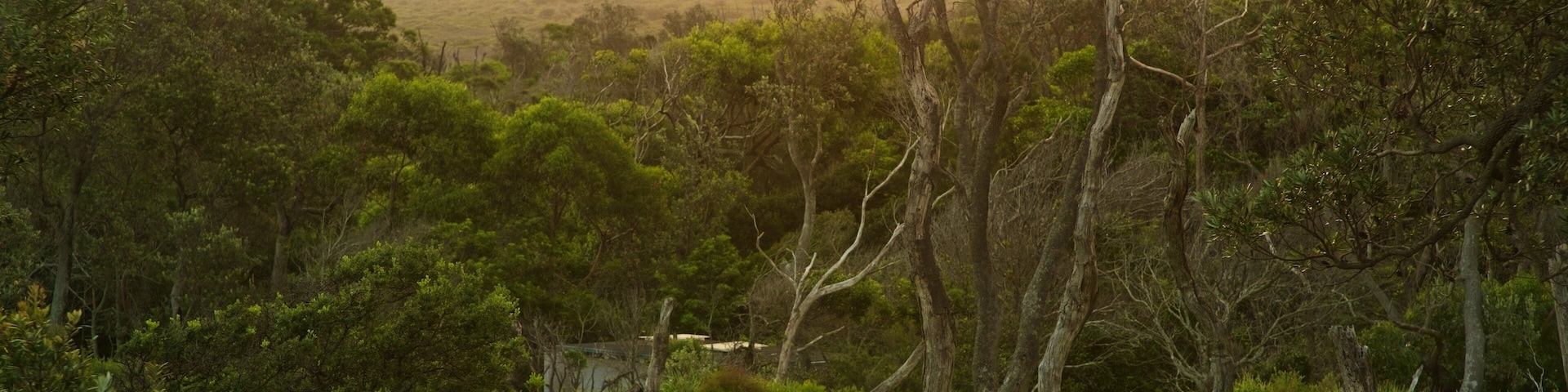 Sanctuary Point which includes a sunset and forests