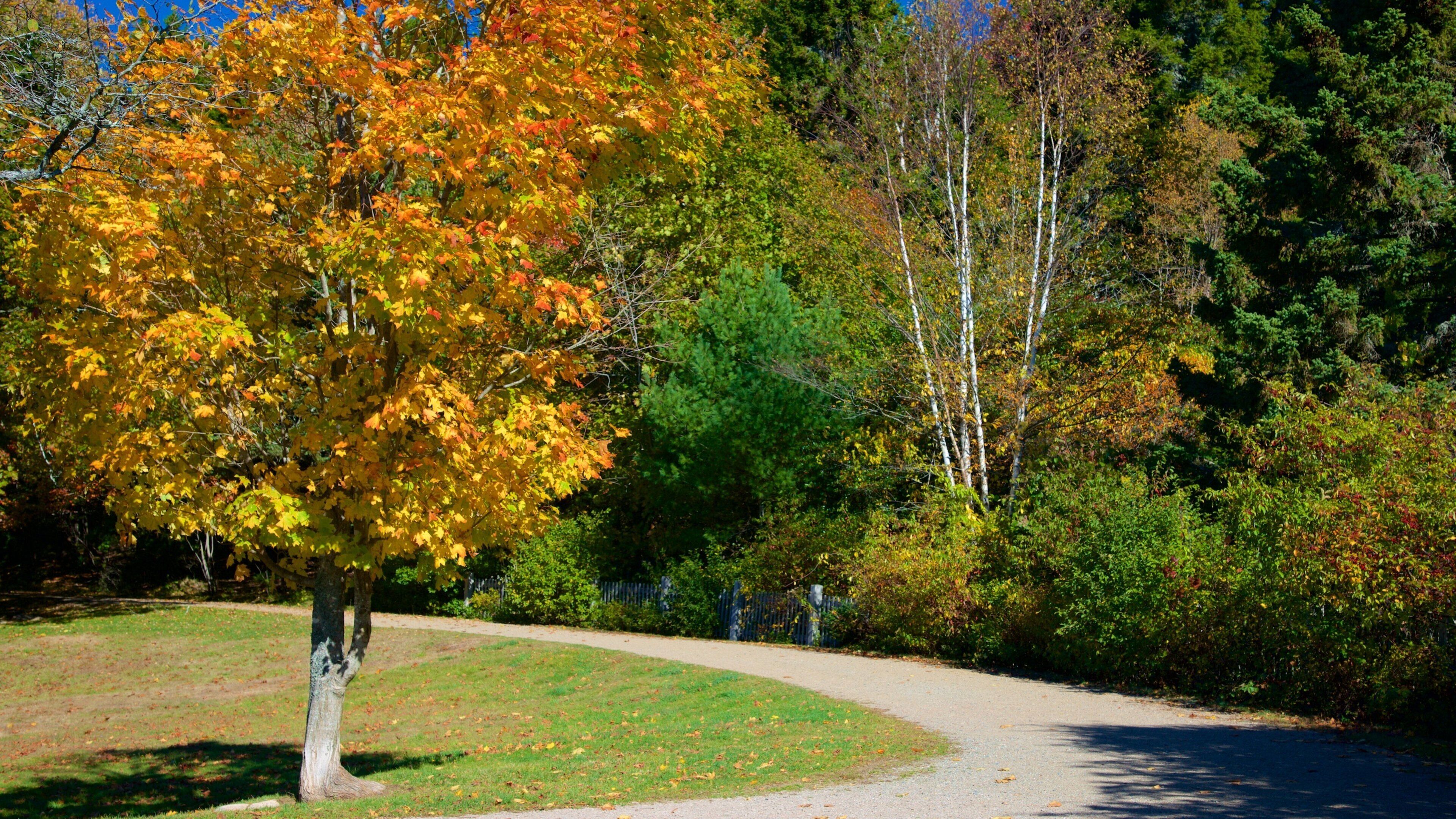 Bar Harbor featuring a park