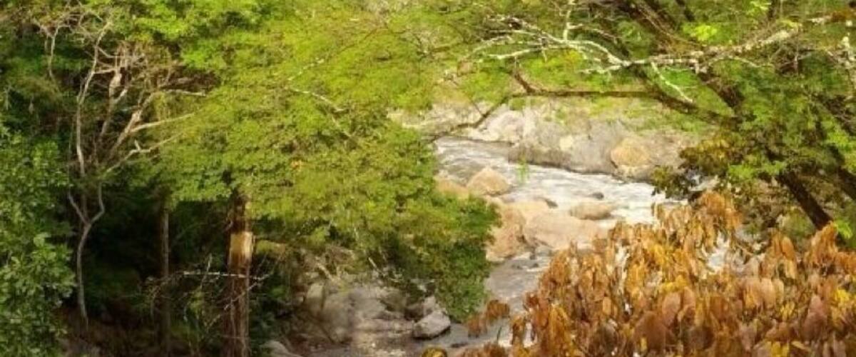 A river flowing through a forest with green foliage and a rocky bed.