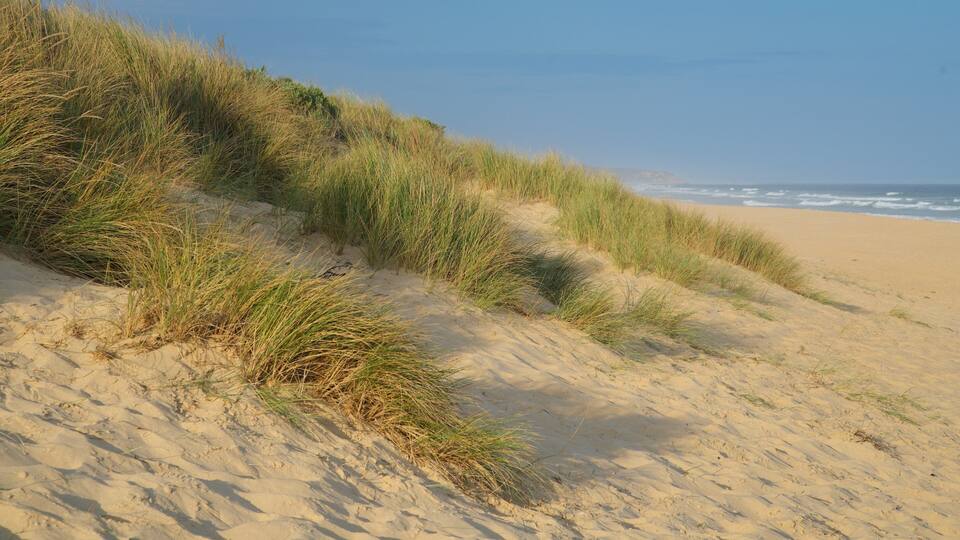 A sandy beach with dunes and grass.