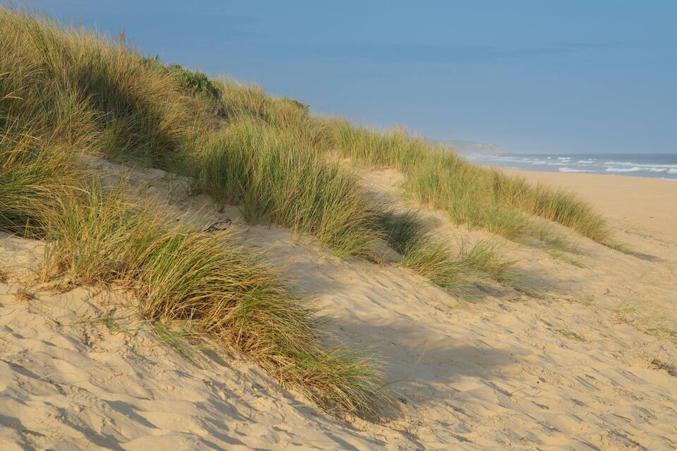 A sandy beach with dunes and grass.