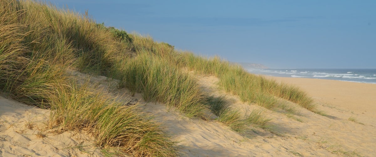 A sandy beach with dunes and grass.