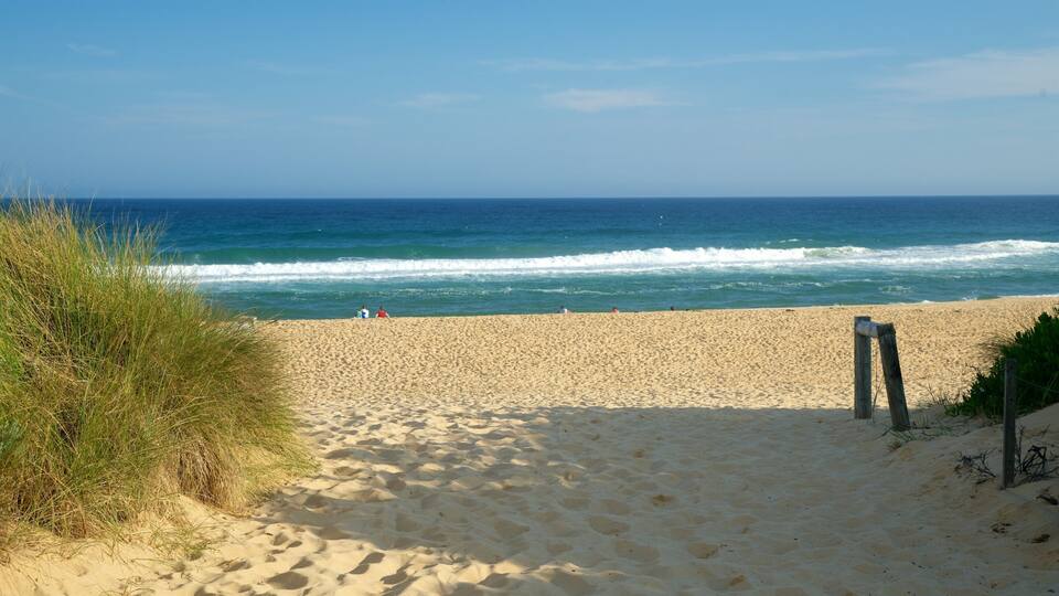 A sandy beach with ocean waves, a clear sky, and some vegetation.