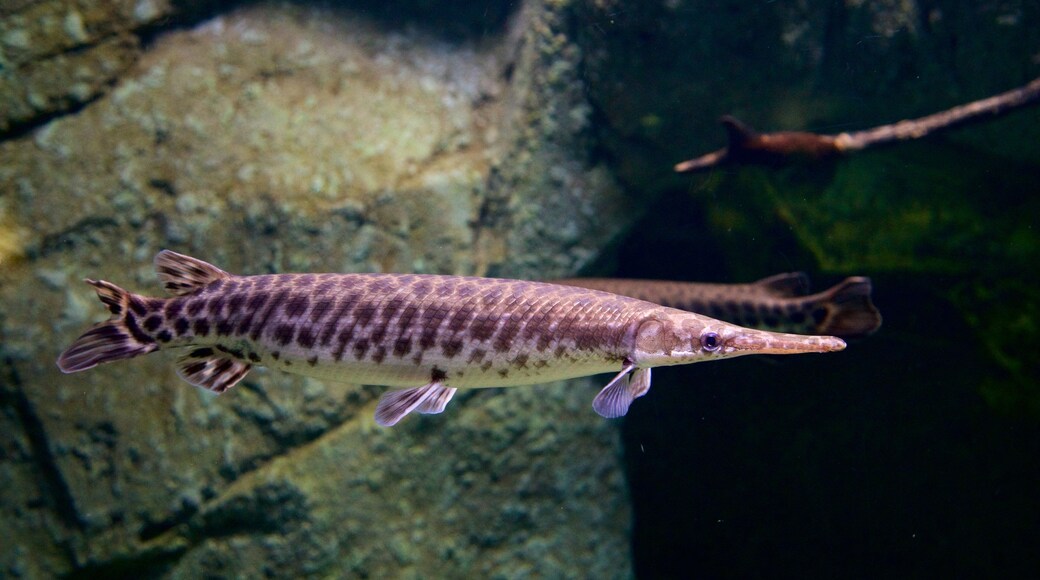 New Aquarium Zaragoza which includes marine life