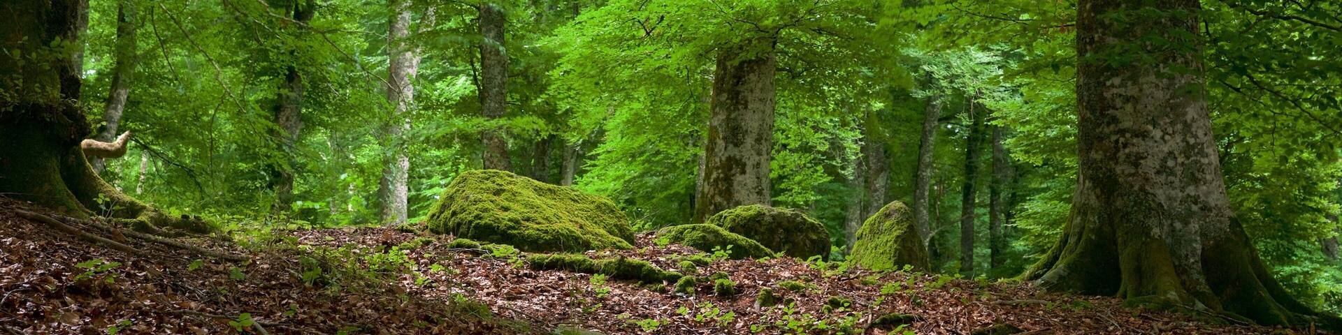 Soriano nel Cimino mettant en vedette scĂšnes forestiĂšres