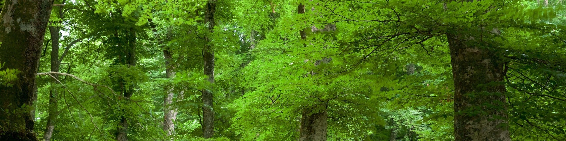 Soriano nel Cimino caracterizando cenas de floresta
