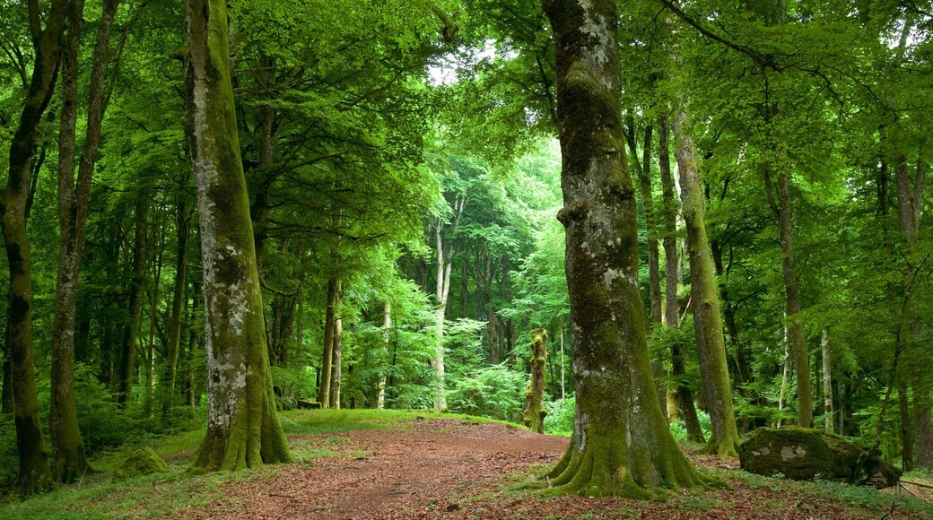 Soriano nel Cimino trong đó bao gồm cảnh rừng