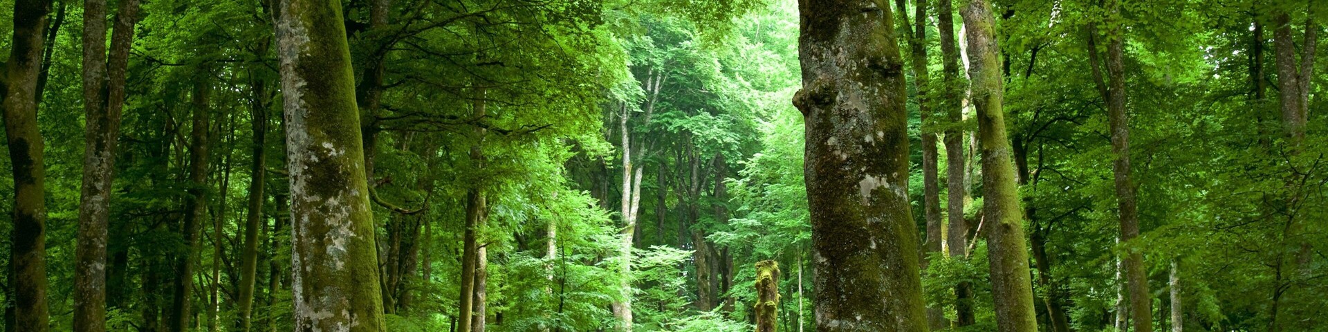 Soriano nel Cimino que incluye bosques