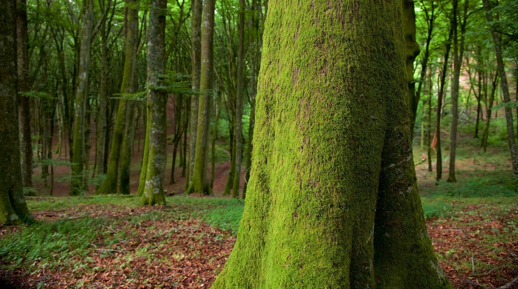 Soriano nel Cimino featuring forest scenes