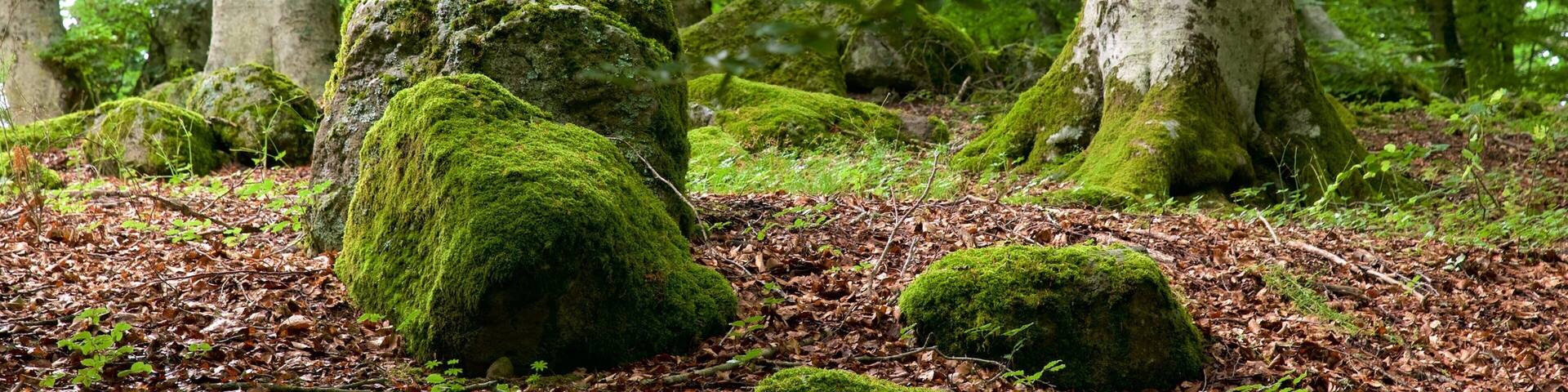 Faggeta del Monte Cimino showing forest scenes
