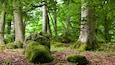 Une forêt où les rochers sont recouverts de mousse et où le feuillage vert est luxuriant.