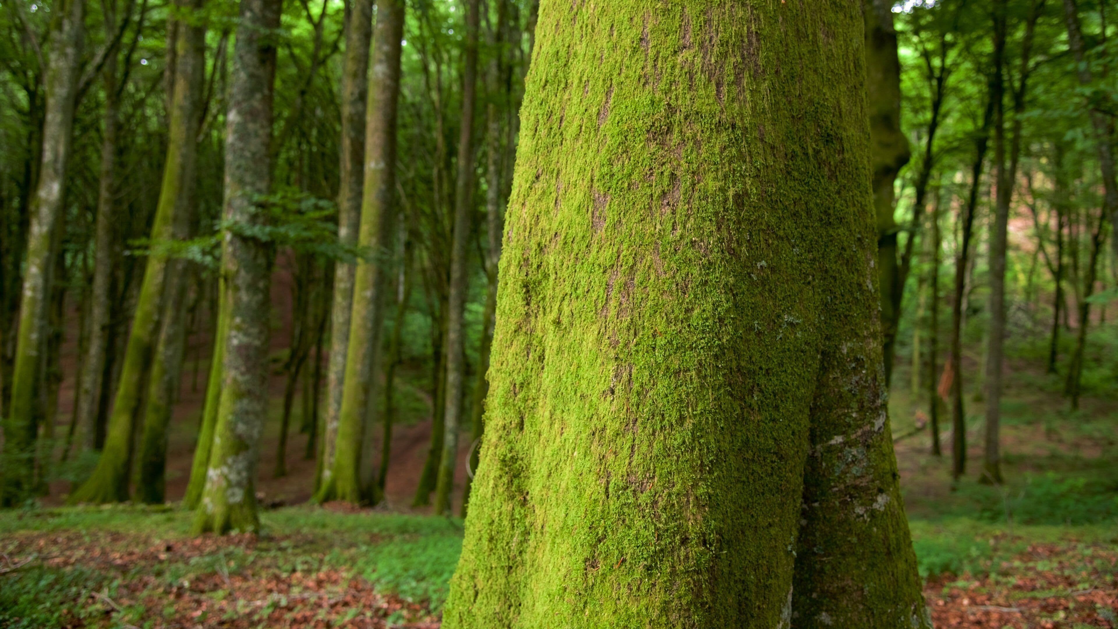 Soriano nel Cimino which includes forests