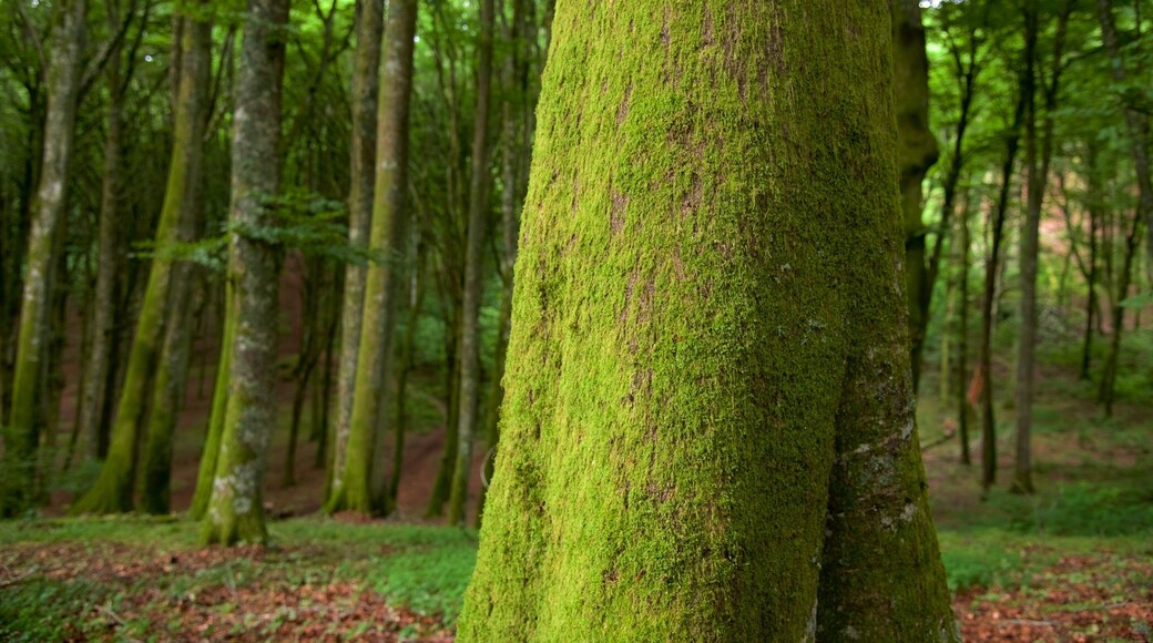 Soriano nel Cimino which includes forests