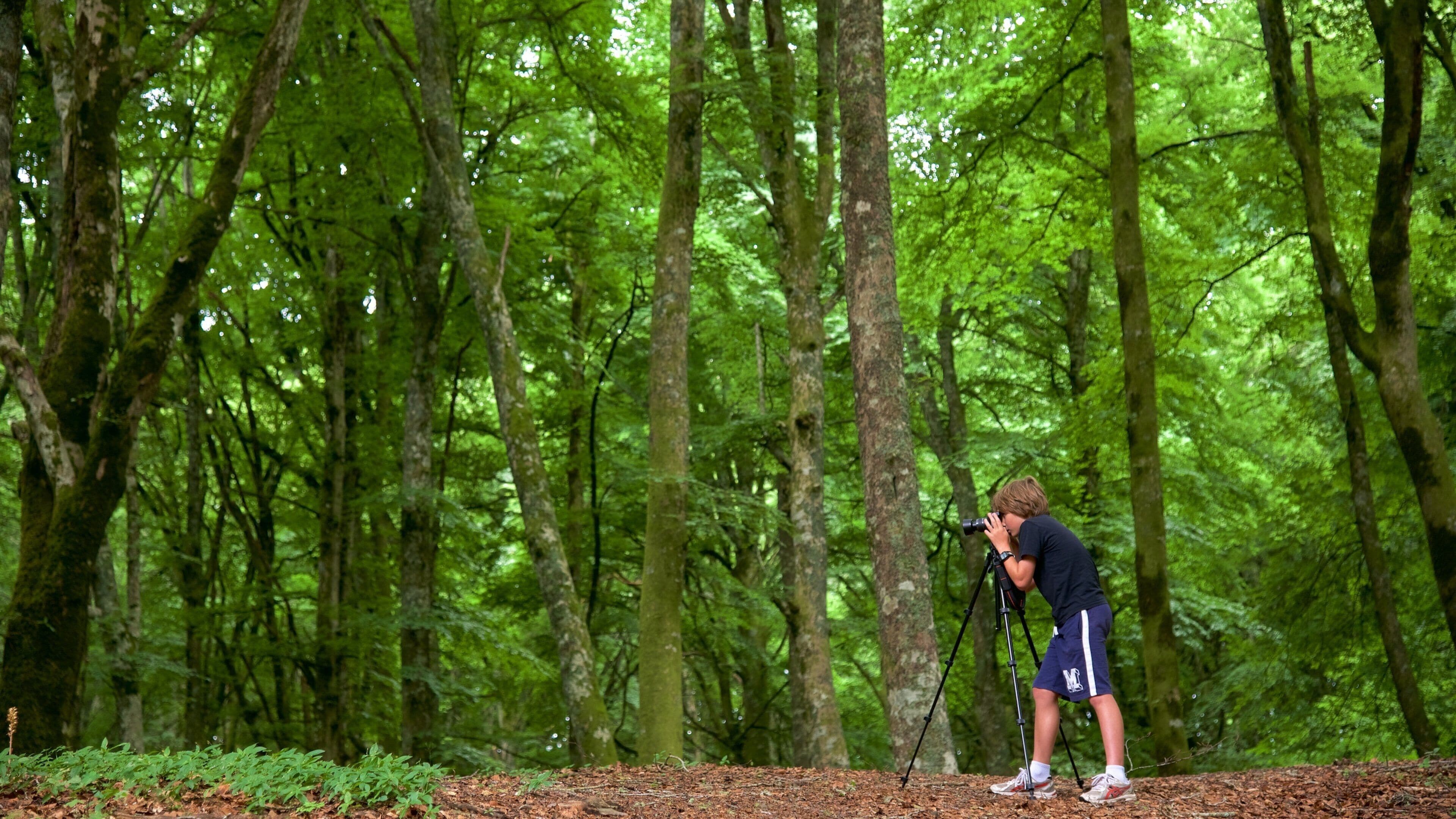 Soriano nel Cimino showing forests as well as an individual child