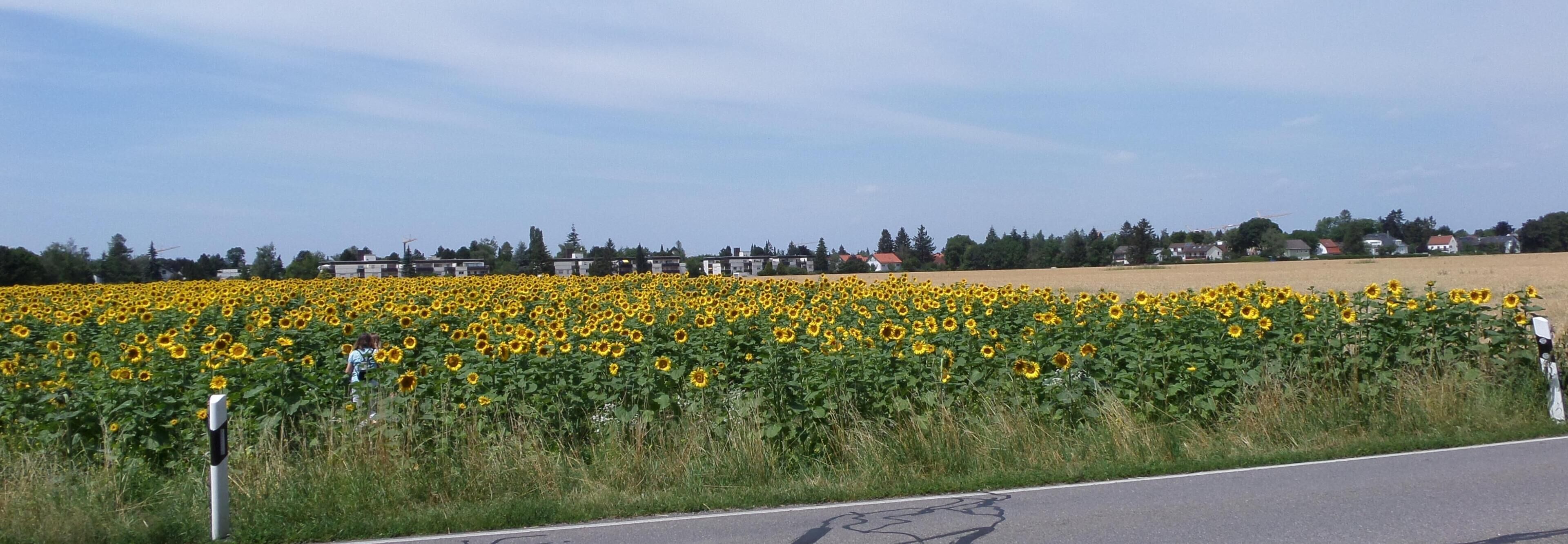 12.07.2015. _ Blutenburg, Pasing-Obermenzing, München, Deutschland