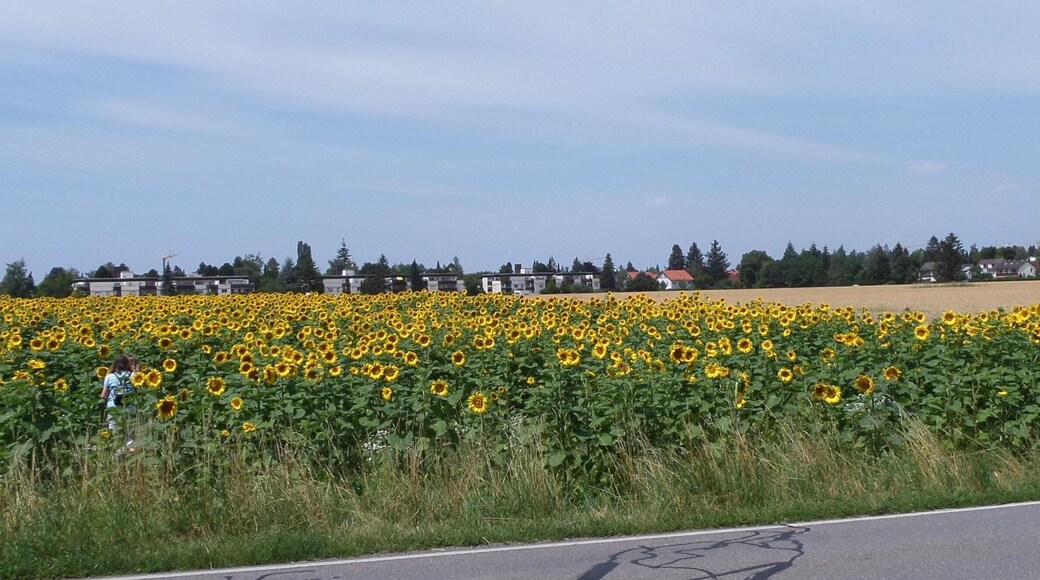 12.07.2015. _ Blutenburg, Pasing-Obermenzing, München, Deutschland