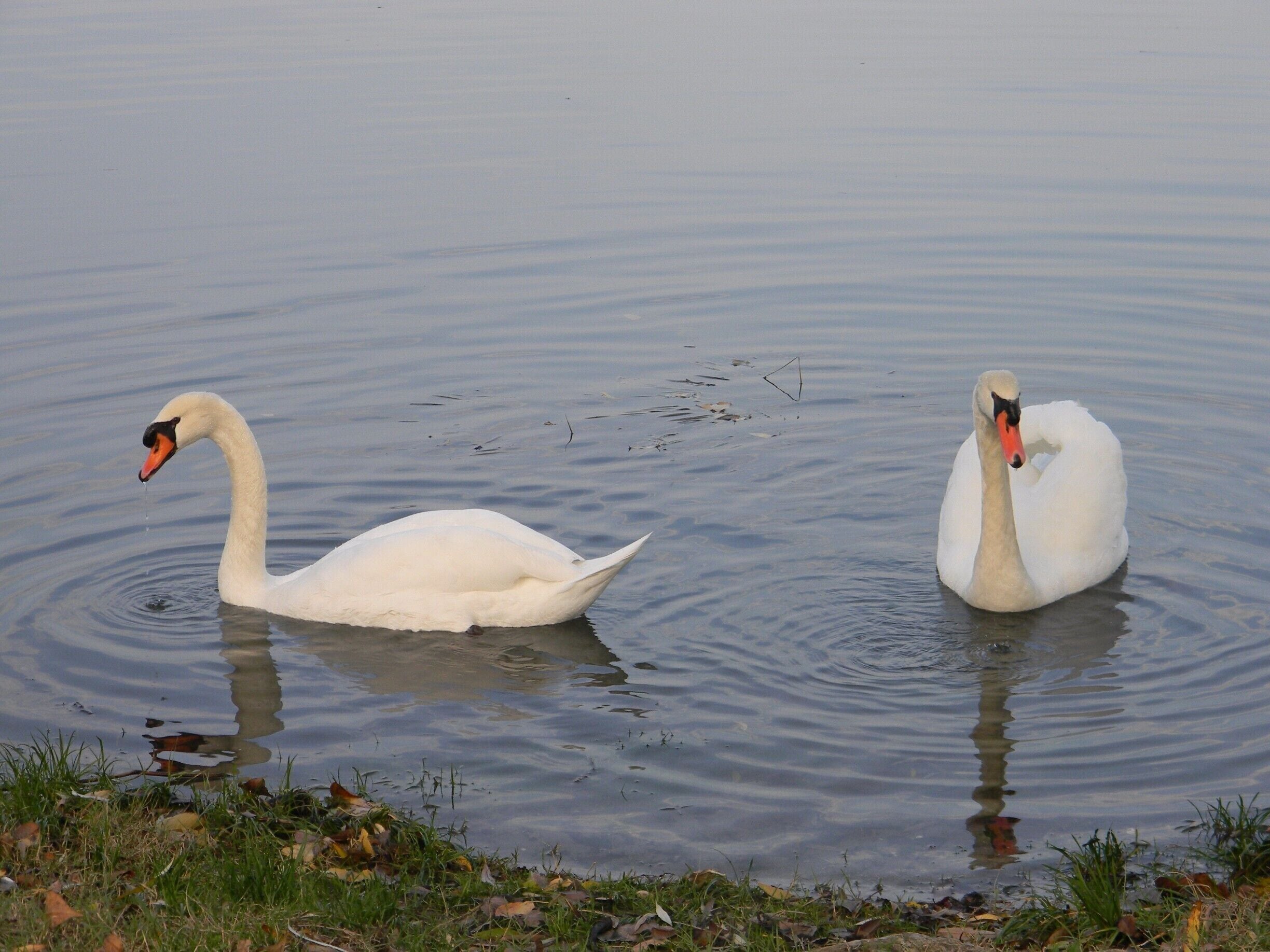 “Every lake belongs to the quietness desired by the swans.” 
― Munia Khan