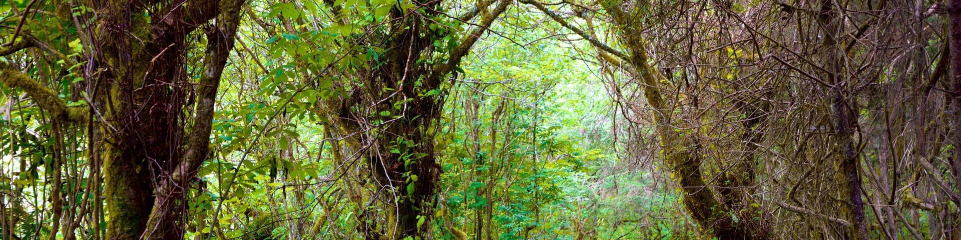 Yurok Loop Trailhead