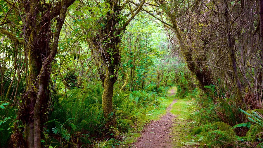 Yurok Loop Trailhead