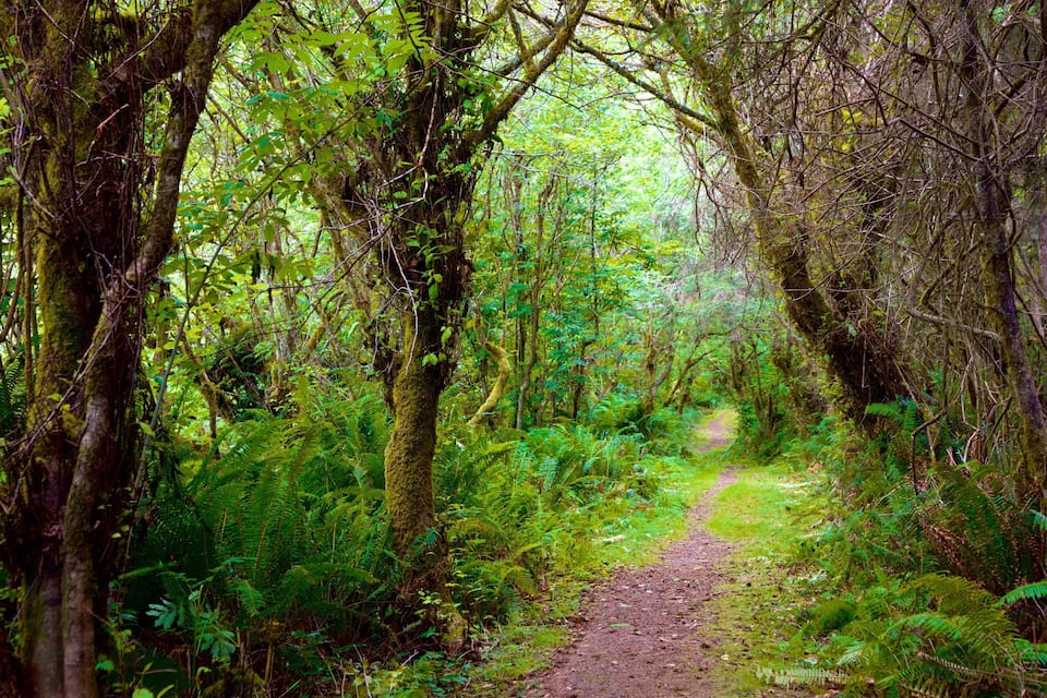 A forest path surrounded by dense green foliage and trees.