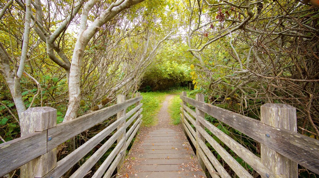 Redwood nasjonal- og delstatsparker som viser hage