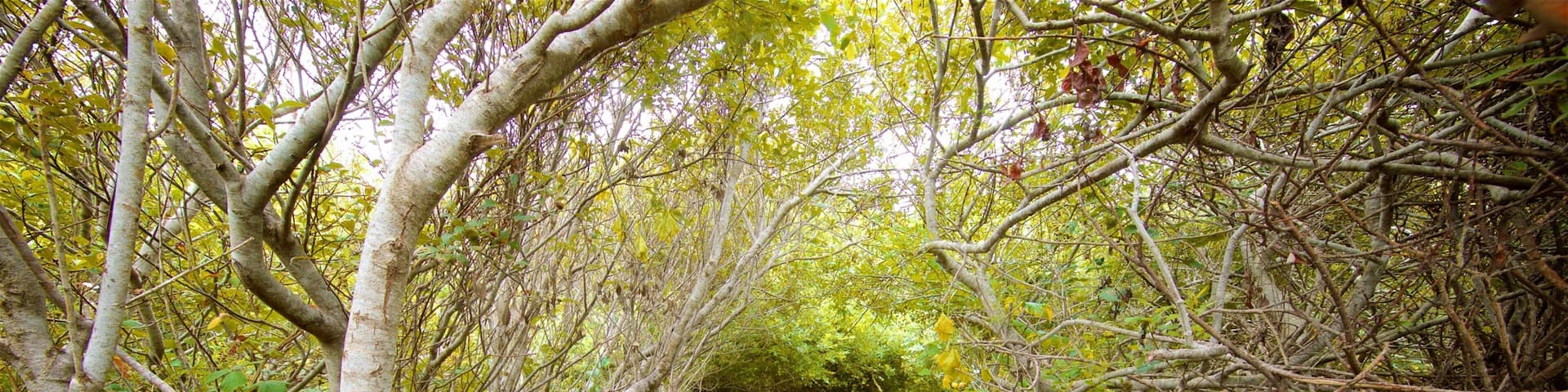 Redwood National and State Parks