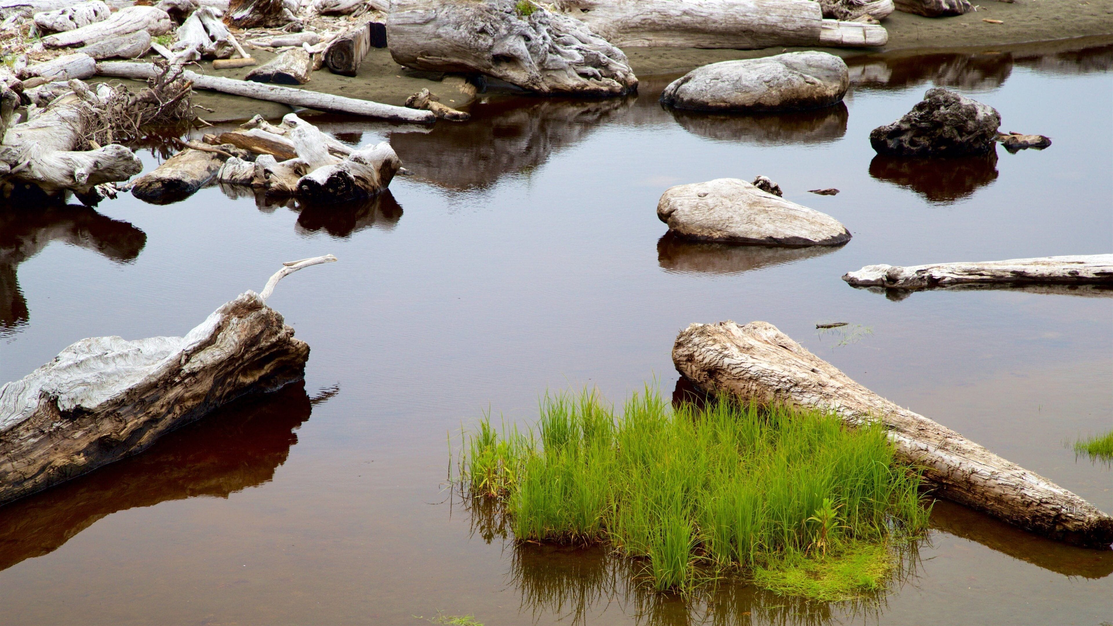 Redwood National and State Parks