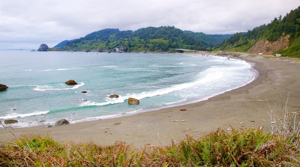 레드우드 국립 주립 공원 을 특징 일반 해안 전경 과 모래 해변