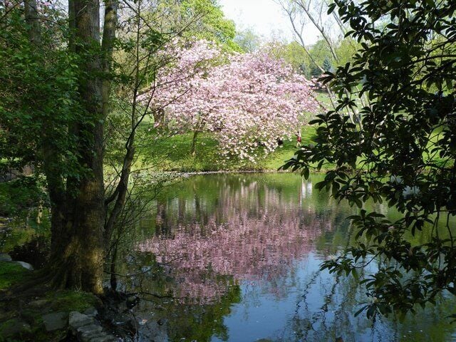 Kelvingrove Park A cherry blossom tree by the lake in this popular West End park.