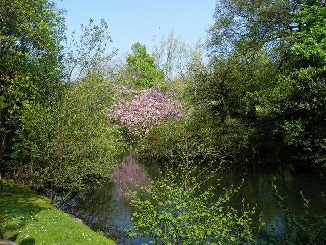 Kelvingrove Park. Note the heron in the tree near the centre of the photo 1276963.
