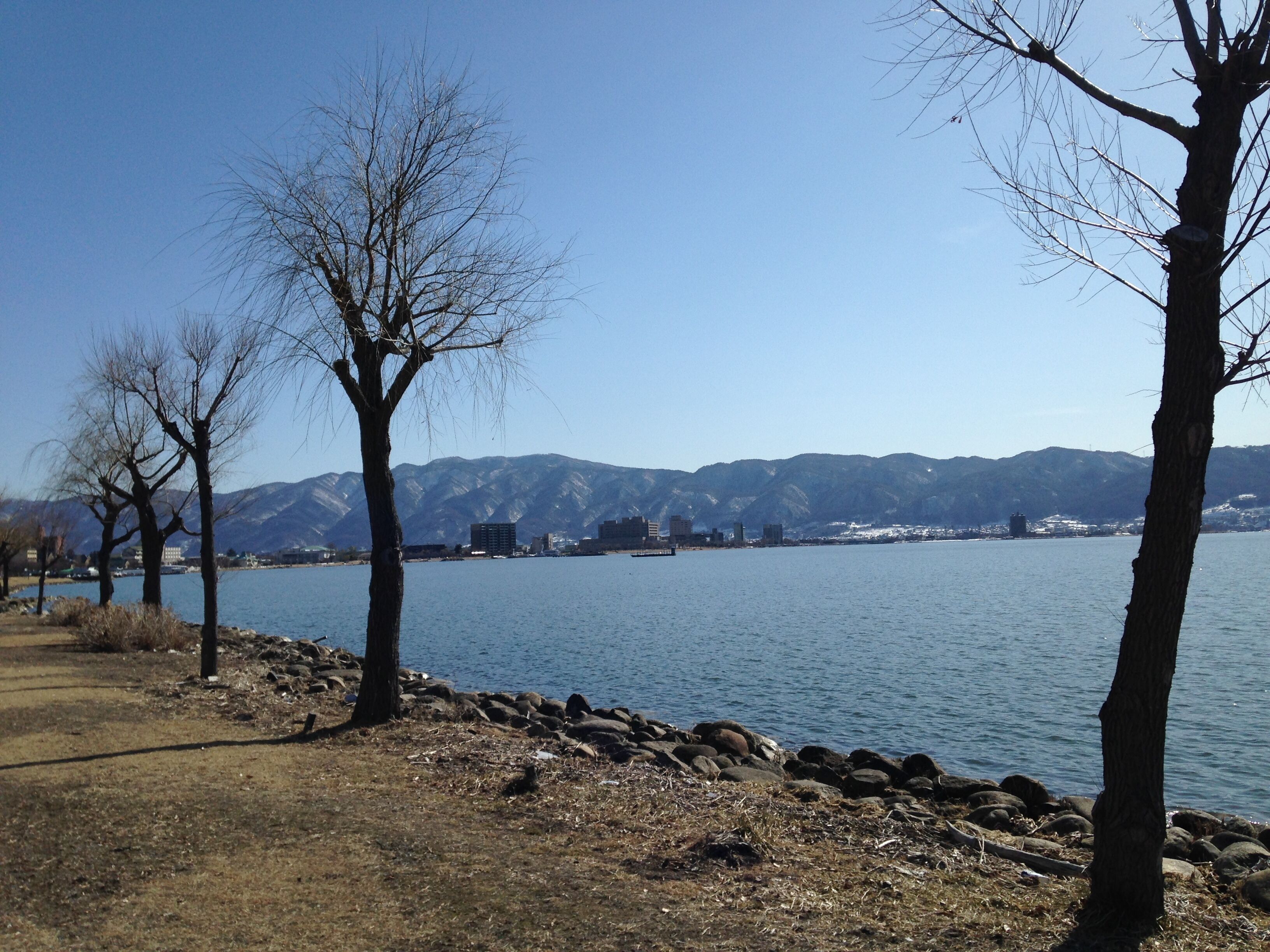 諏訪湖畔のヤナギ