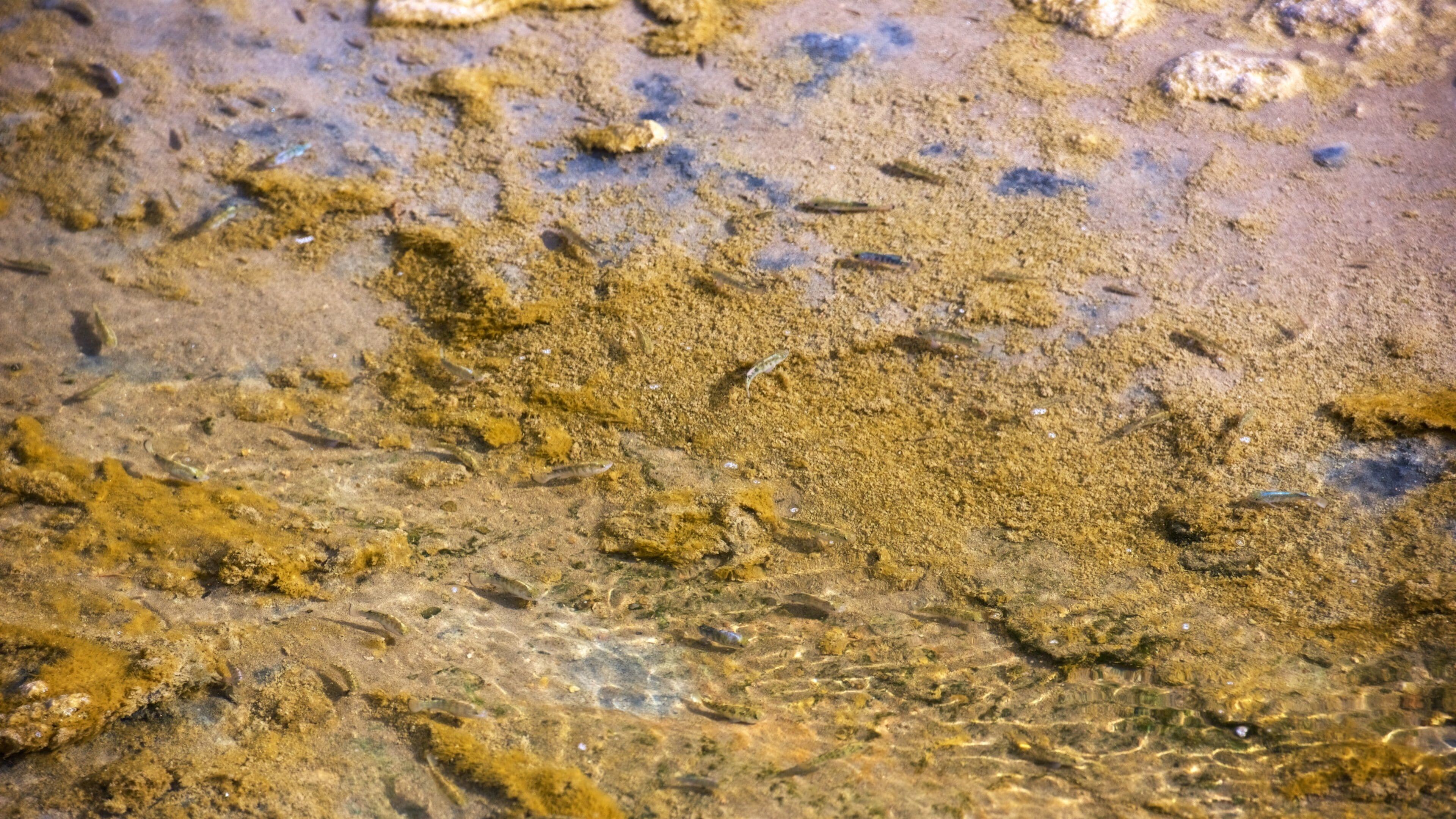 Death Valley which includes a river or creek