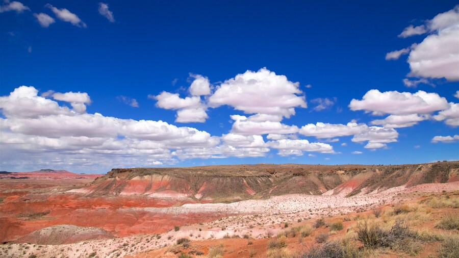 Parc national Petrified Forest montrant panoramas et vues du désert