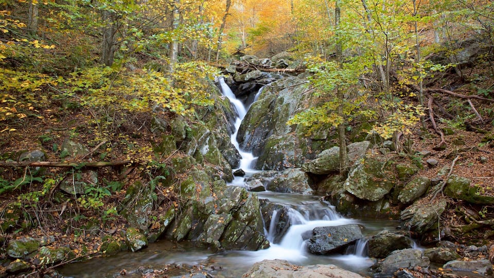 A waterfall in a forested area with autumn foliage.