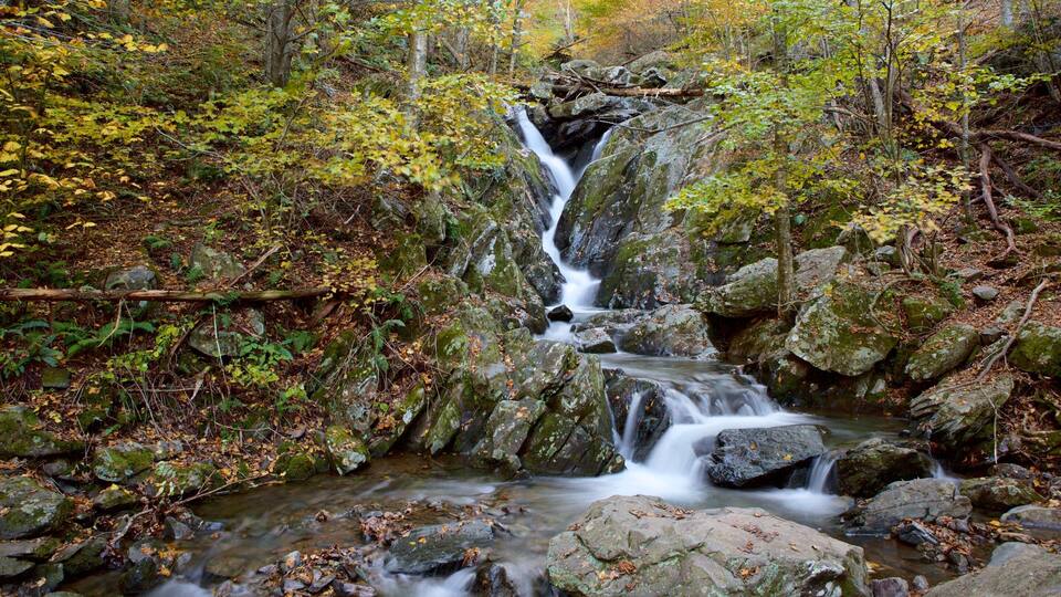 A waterfall in a forested area with autumn foliage.