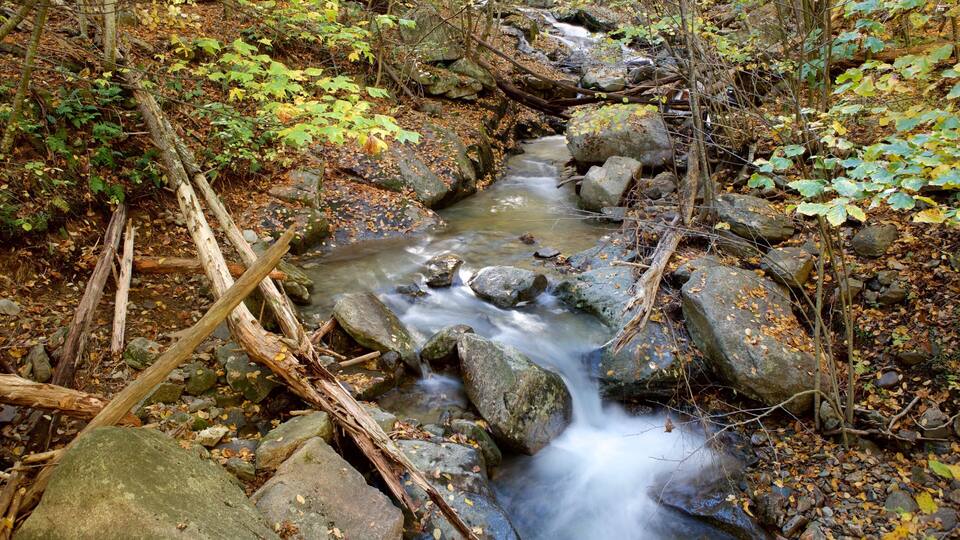 A stream flowing over rocks in a forested area with autumn leaves.