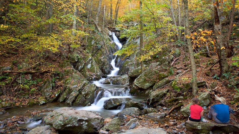 A waterfall in a forest with autumn foliage.