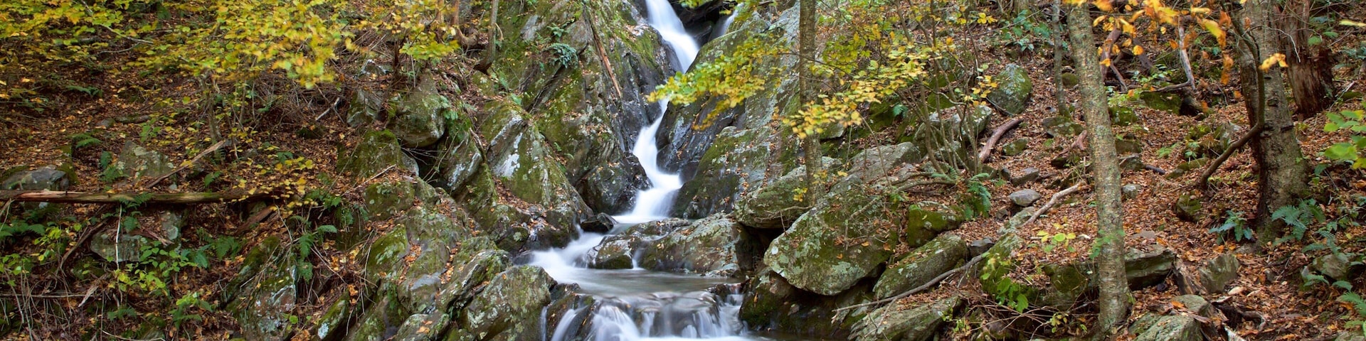 Shenandoah National Park showing a river or creek and forests as well as a couple